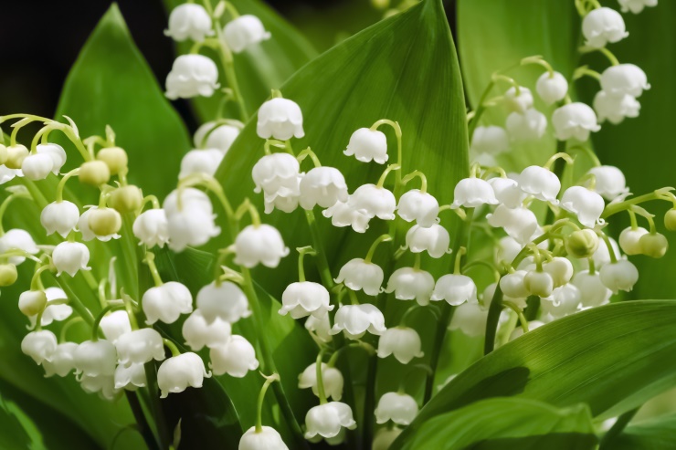 muguet