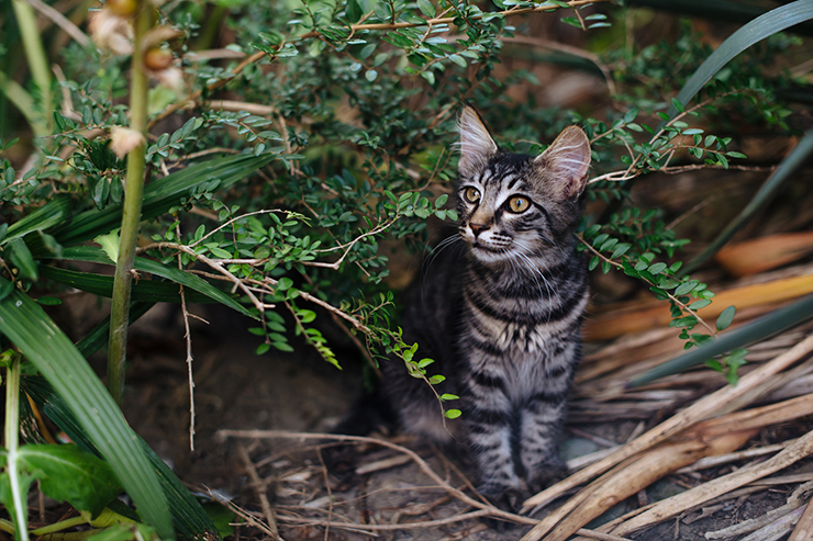 Note aux propriétaires d'animaux