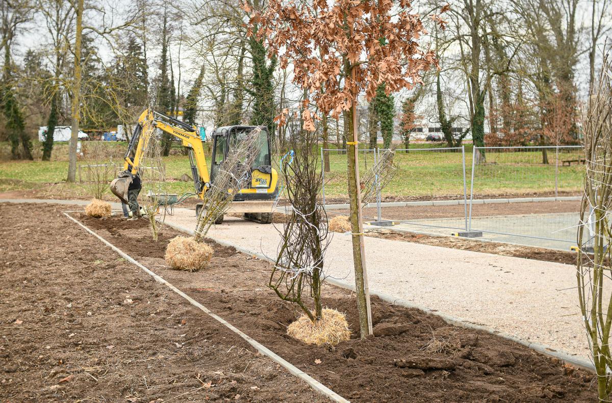 Plantation---Anthony-Sion---Ville-de-Riorges---Janvier-2021-7