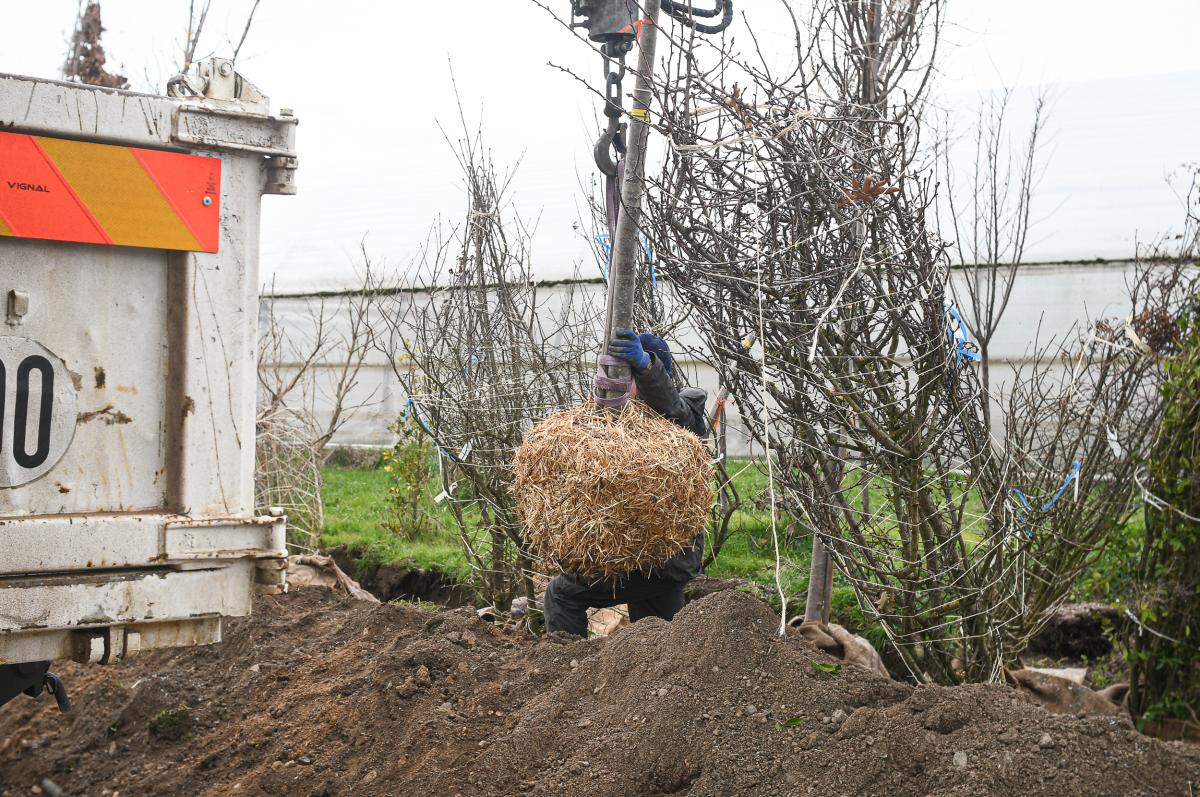 Plantation---Anthony-Sion---Ville-de-Riorges---Janvier-2021