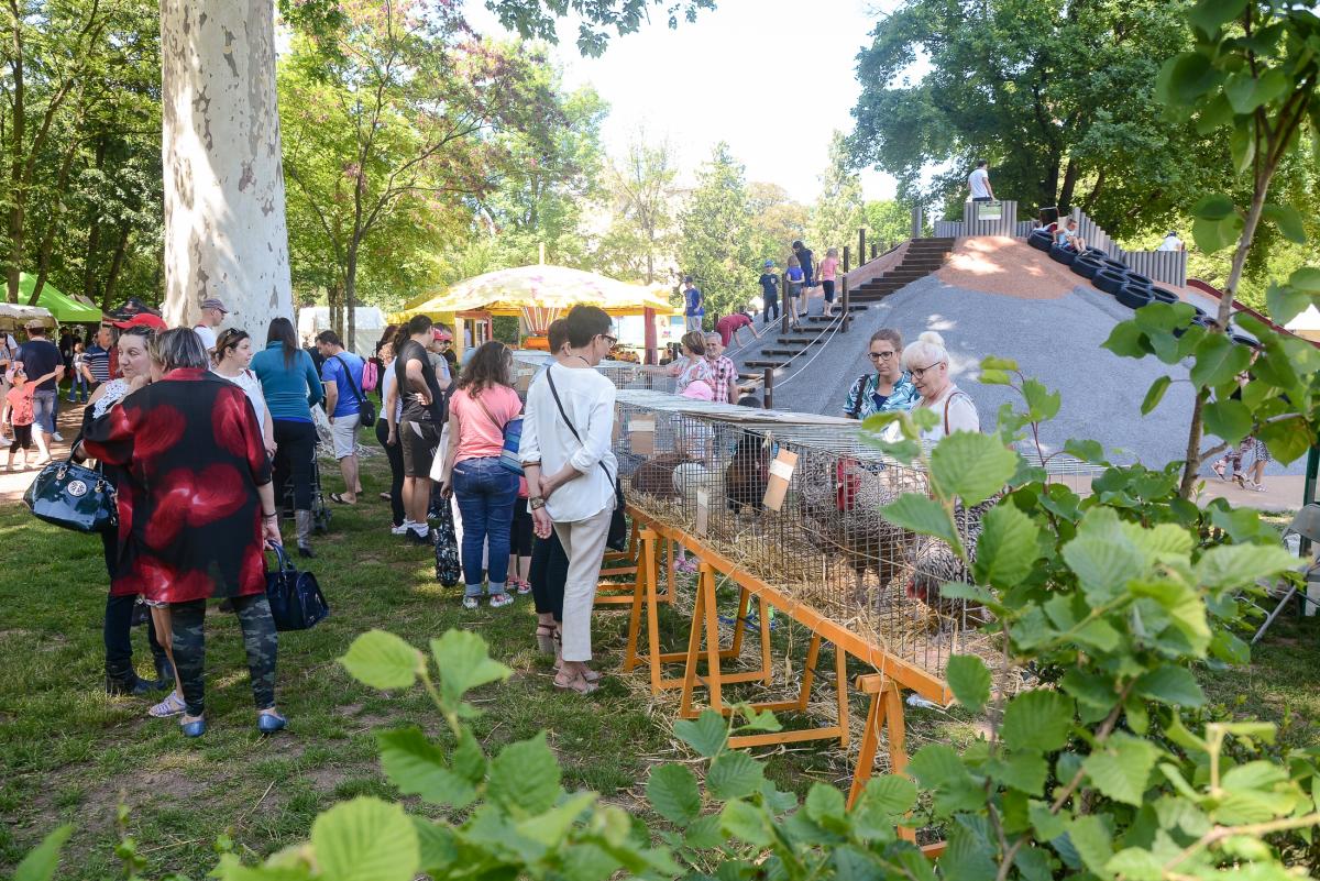 Fete-des-Fleurs---Anthony-Sion---Ville-de-Riorges---Mai-2018-81