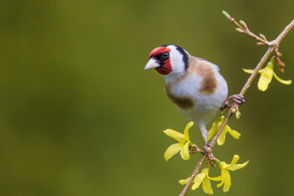 AdobeStock_306419784-Chardonneret_élégant