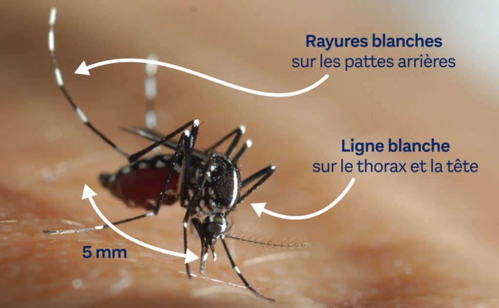 reconnaitre le moustique tigre 1024x633